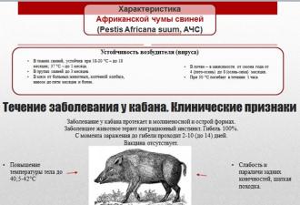 Вирус африканской чумы свиней Симптомы африканской чумы