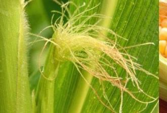 Кукурузные рыльца: лечебные свойства и противопоказания для женщин