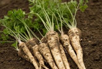 The use of parsley root for treatment, as well as its benefits and harms