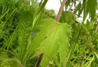 Motherwort билка, лечебни свойства и противопоказания