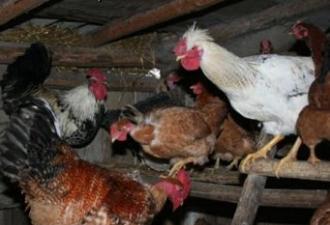 मुर्गियों में घरघराहट - इस लक्षण का क्या मतलब है?